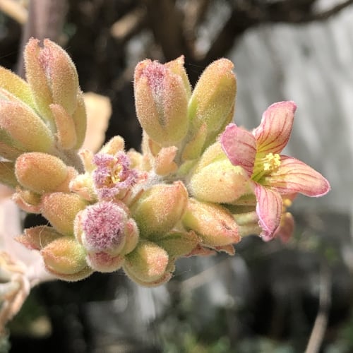 Pink Kalanchoe Beharensis Plant Seeds – Heirloom Non-GMO Succulent Seeds for Decorative Gardens