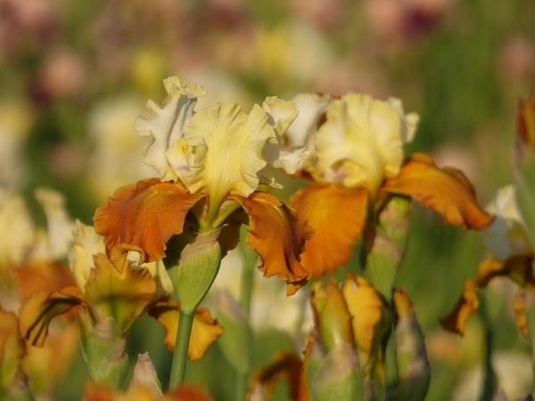 Fall Fiesta Bearded Iris
