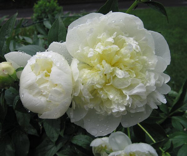 Herbaceous Peony- Duchesse de Nemours
