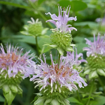 Heirloom Non-GMO Monarda Fistulosa Flower Seeds for Pollinator-Friendly Garden Planting