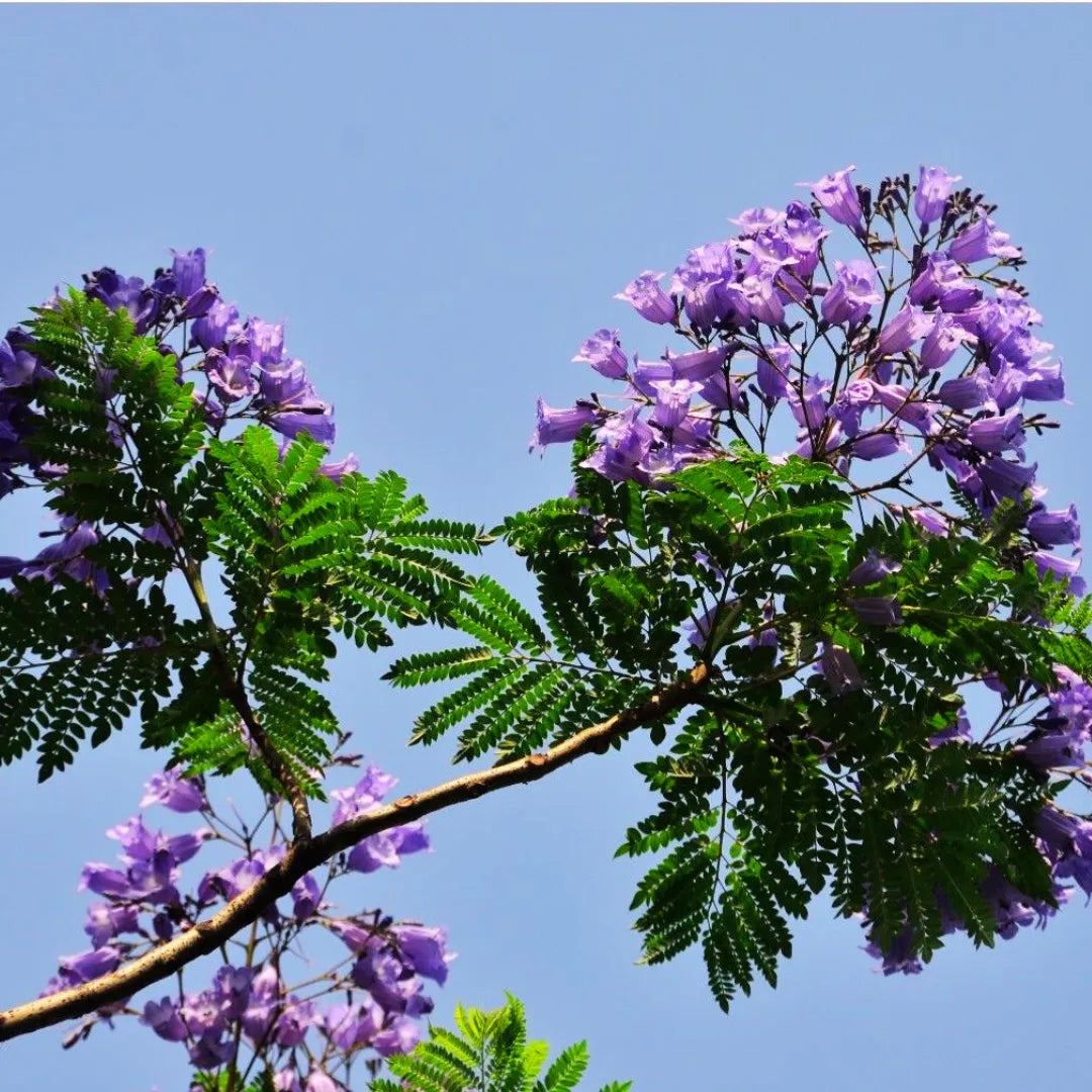 Jacaranda Mimosifolia Seeds