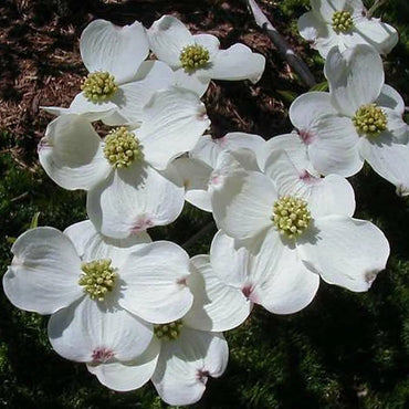 Cornus Florida Seeds for Planting – Organic, Heirloom, Non-GMO Flowering Tree Seeds