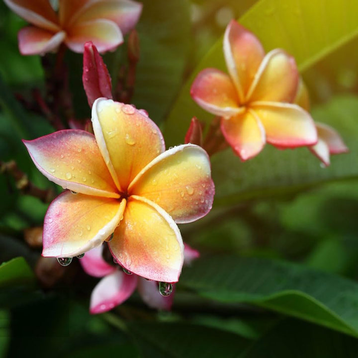 Pink Yellow Mix Frangipani Flower Seeds – Heirloom Non-GMO Plumeria Blooms for Vibrant Gardens