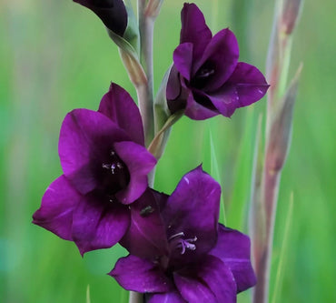 Gladiolus- Purple Flora