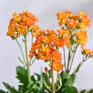 Heirloom Non-GMO Orange Kalanchoe Flower Seeds for Lively Garden Pots and Indoor Planting
