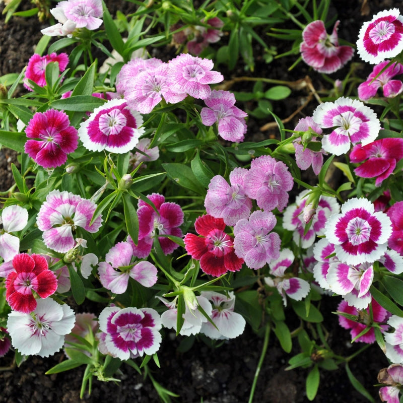 Sweet William- Wee Willie Dwarf Mix