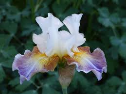 Get Back Reblooming Bearded Iris