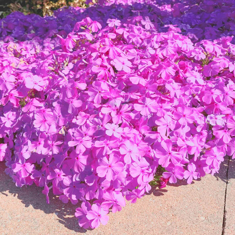 Carpet Phlox Collection