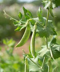 Petite Snap-Greens – Pea Seed