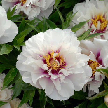 Cora Louise Itoh Peony