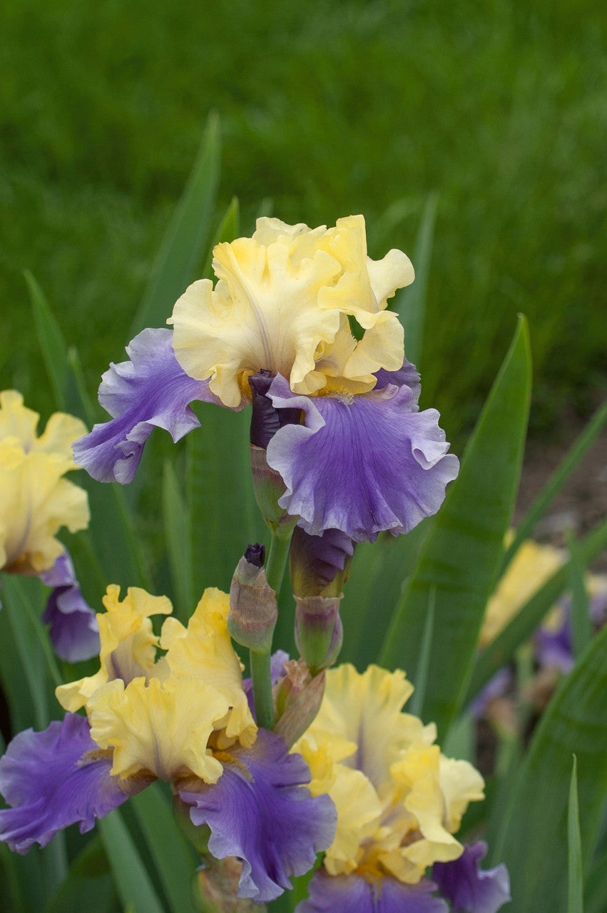 Easter Candy Bearded Iris