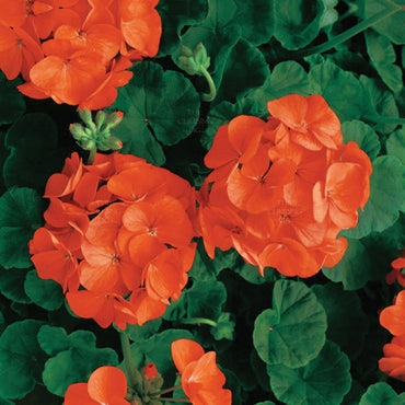 Orange Maverick Geranium flower Seeds for Planting - Heirloom & Non-GMO Seeds
