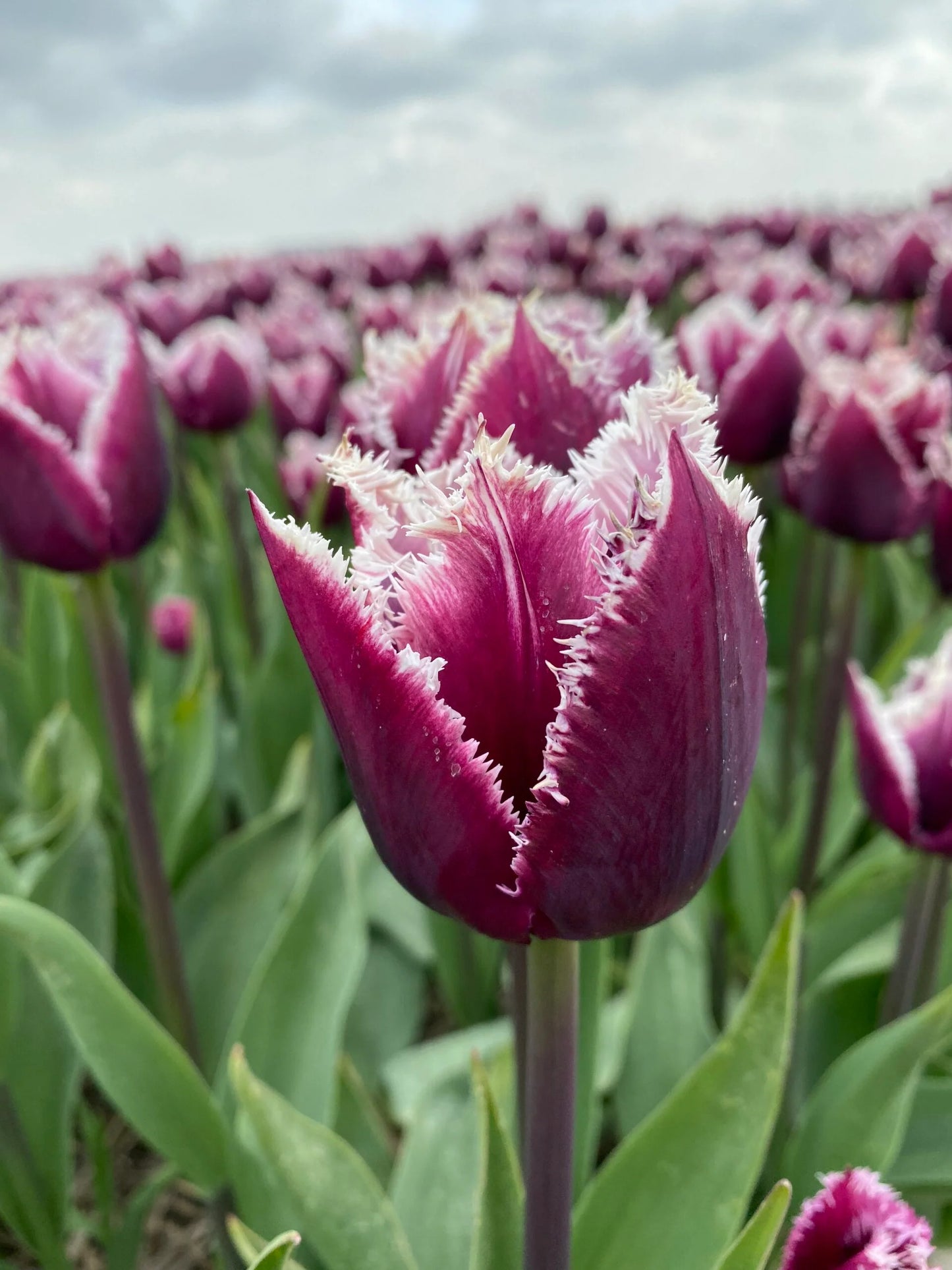 San Martin Tulip Seeds