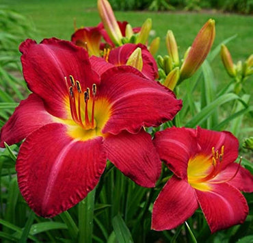 Heirloom Non-GMO Hemerocallis Flower Seeds for Long-Blooming Perennial Garden Planting