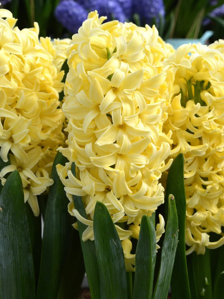 Yellow Hyacinthus Orientalis Flower Seeds for Planting NON GMO Seeds