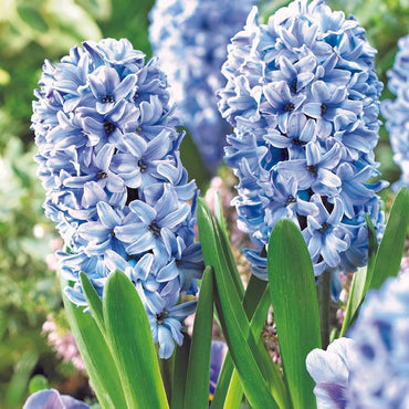 Hyacinth- Aqua
