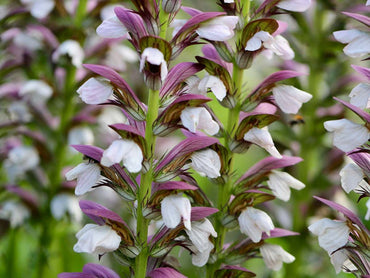 Purple White Acanthus Plant Seeds – Heirloom Non-GMO Bear’s Breeches Seeds for Bold Garden Foliage