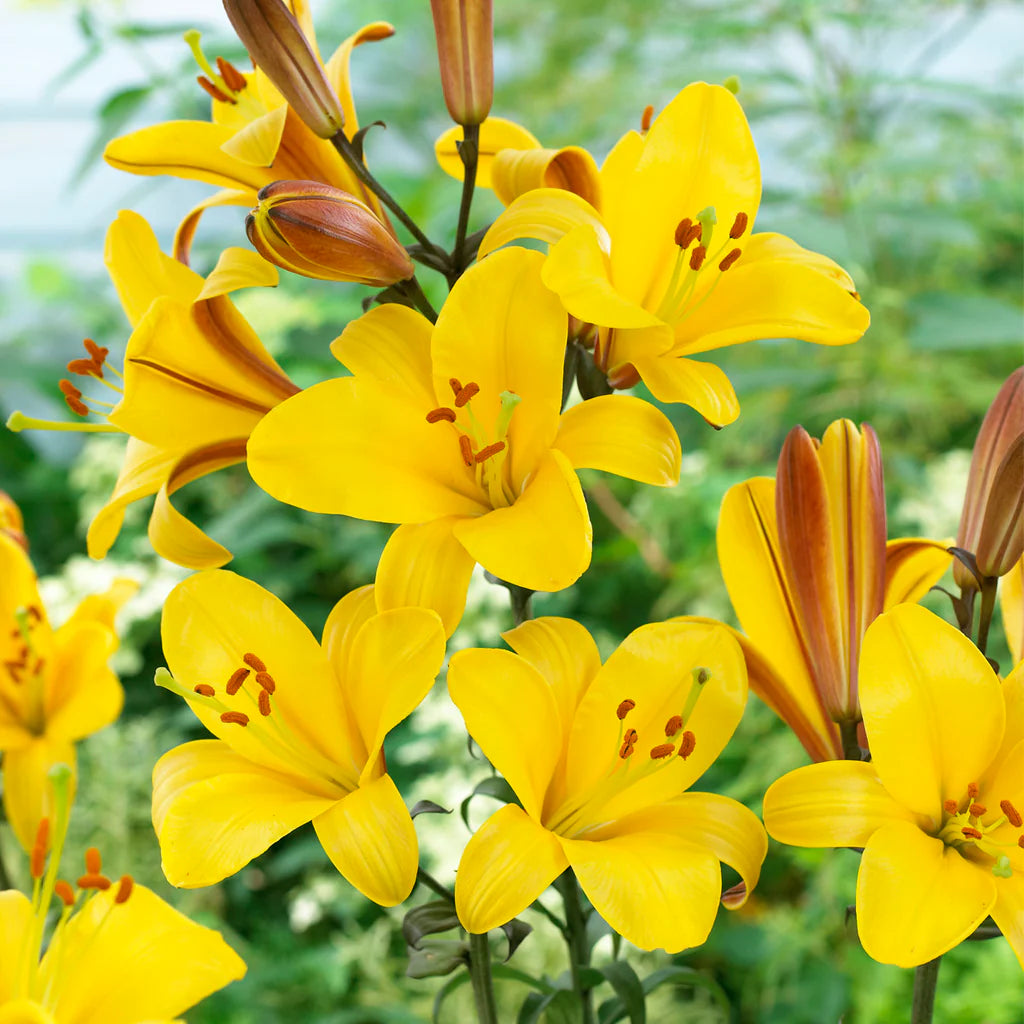 Oriental Trumpet Lily- Yellow Planet