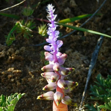 Lachenalia- Mutabilis