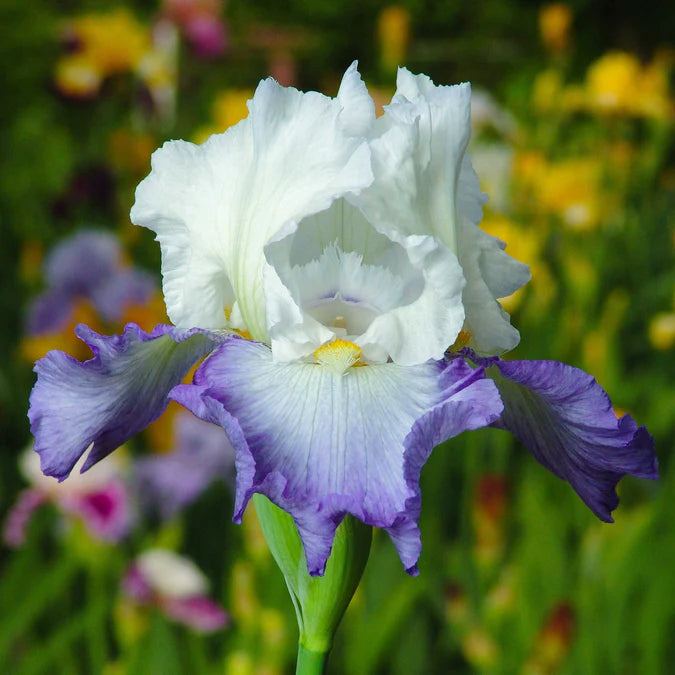 Gilt Edged Bond Bearded Iris