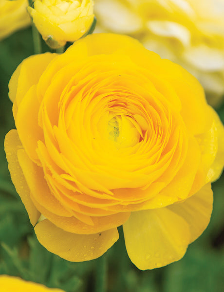 Ranunculus- Primo Giallo Yellow (Corm)