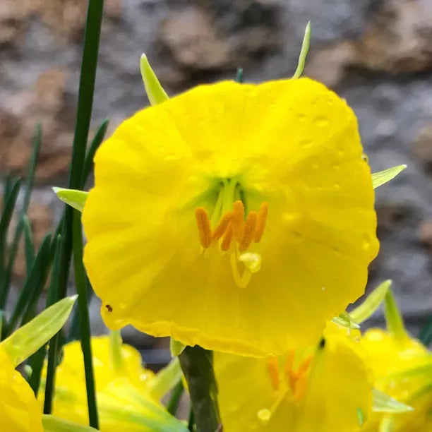 Miniature Daffodil- Hoop Petticoat Golden