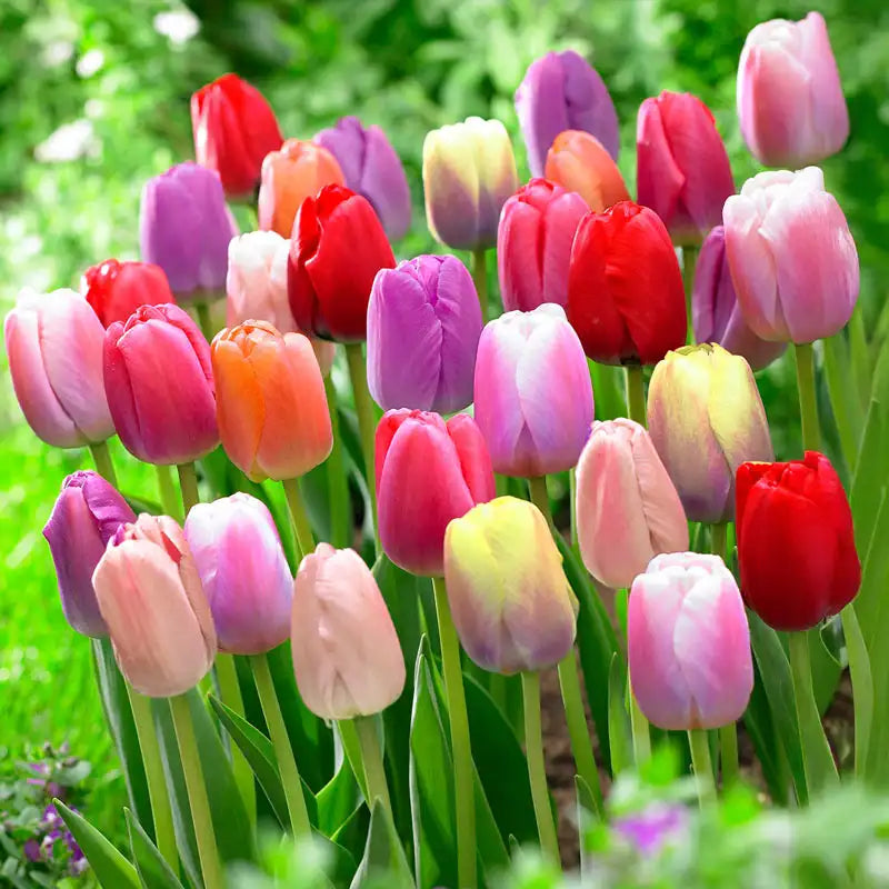 Perennial Tulip Mixture Seeds