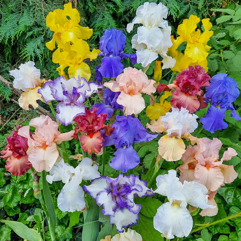 Reblooming Tall Bearded Iris Mixture