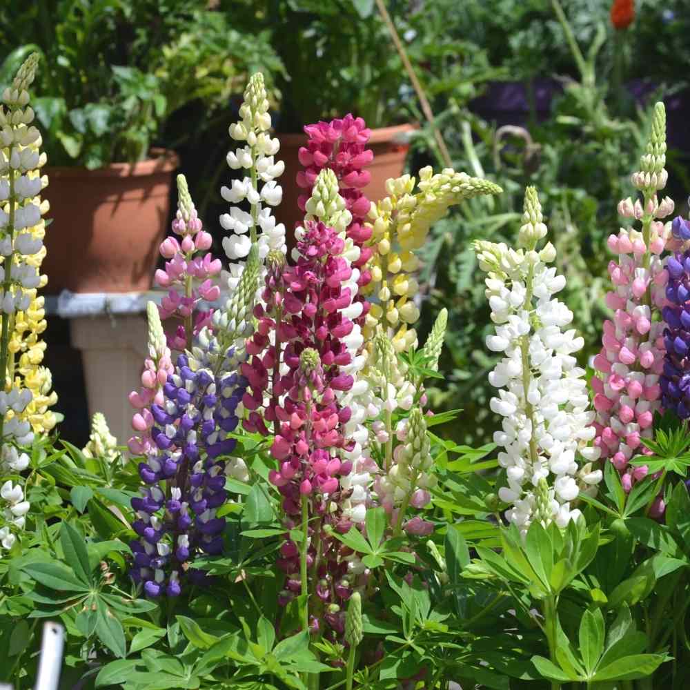 Lupin Pixie Dwarf Mixed Color Flower Seeds