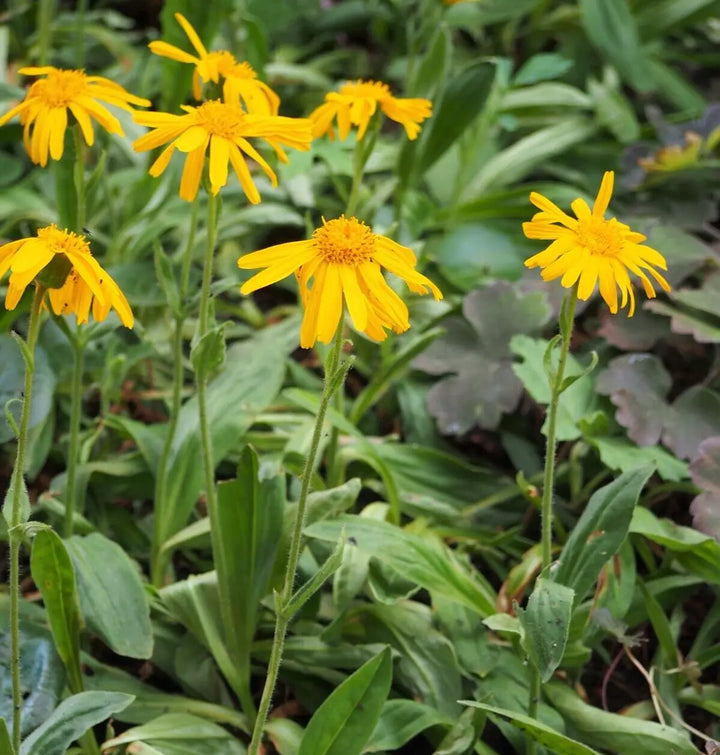 Arnica Flower Seeds for Garden Planting - 100