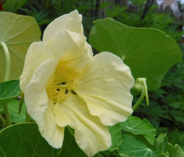 Heirloom Non-GMO Cream Nasturtium Flower Seeds for Garden Planting – Edible Decorative Blooms