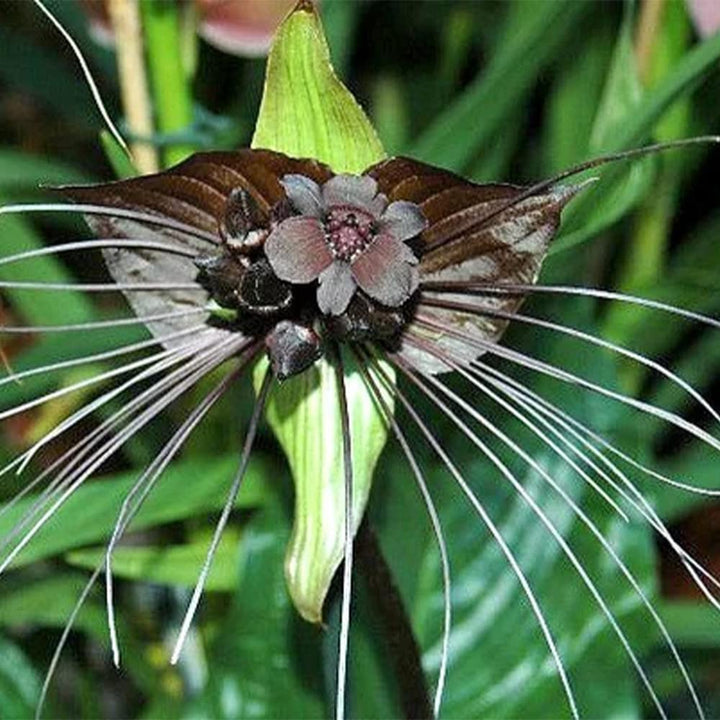 Black Chantrieri Flower Seeds – Heirloom Non-GMO Bat Lily Seeds for Tropical Garden Displays
