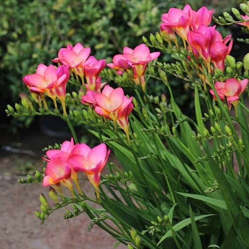 Freesia- Giant Single Pink