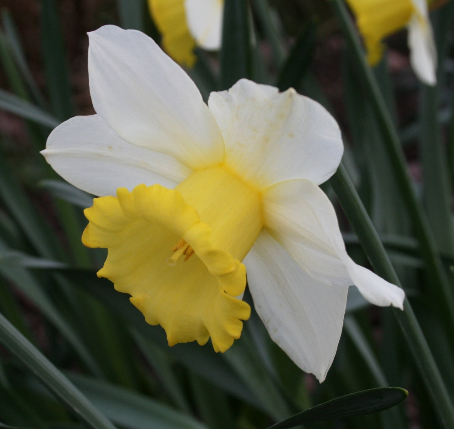Daffodil- Ptolemy
