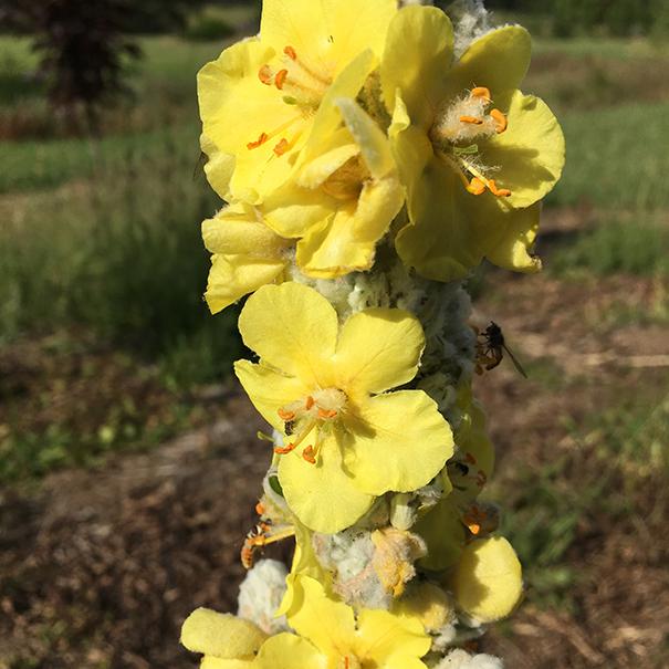 Mullein- Polar Summer