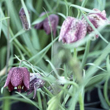Guinea-Hen Flower Seeds