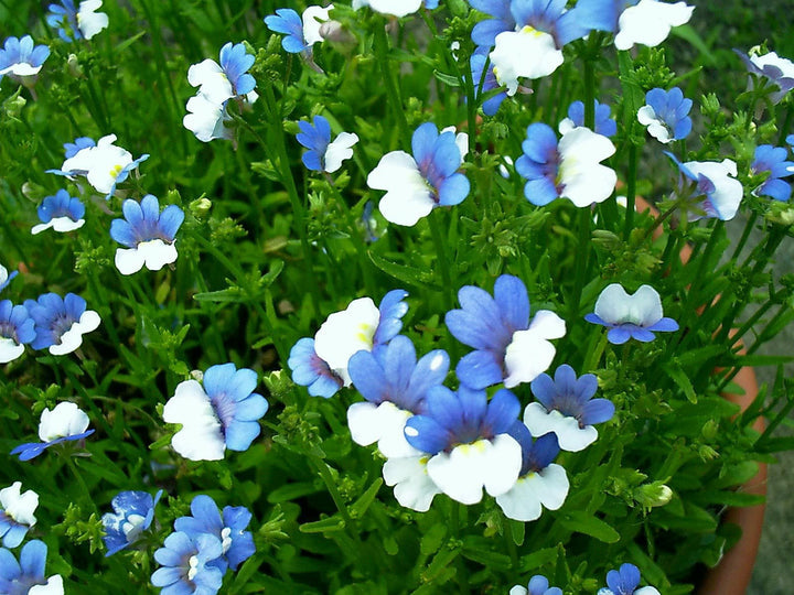 Blue White Nemesia Flower Seeds – Heirloom Non-GMO Blooms for Colorful Garden
