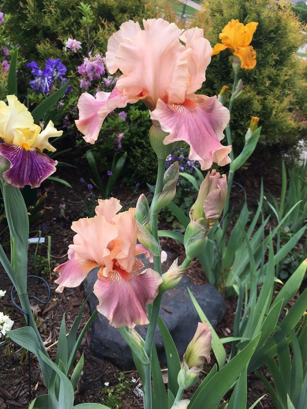 Entitled Bearded Iris