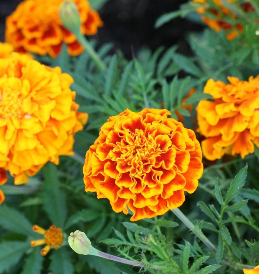 Marigold, French- Sparky Mixed