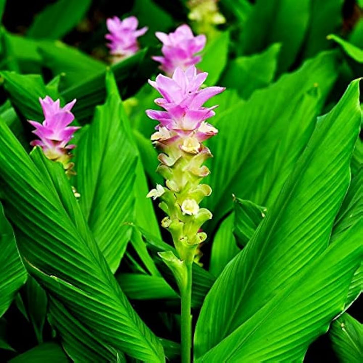 Pink Rhizoma Curcuma Flower Seeds – Heirloom Non‑GMO