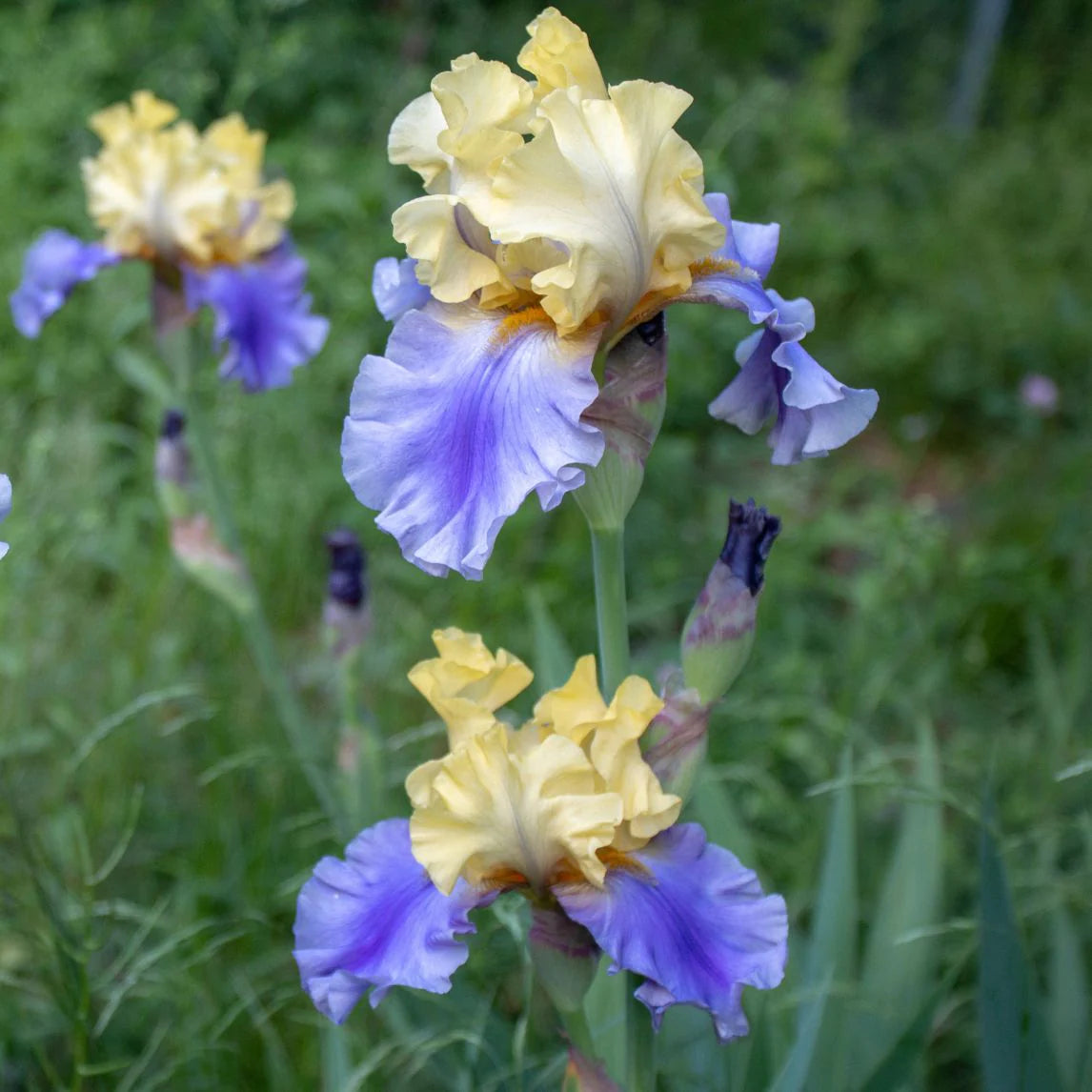 Style Traveller Bearded Iris
