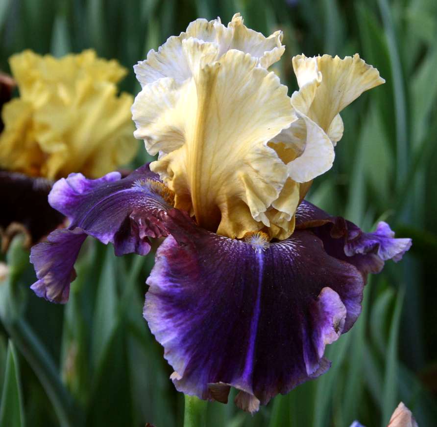 Final Episode Reblooming Bearded Iris