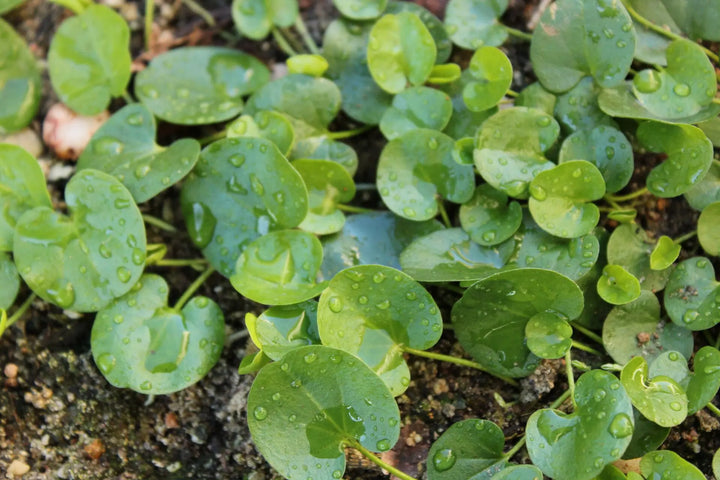 Dichondra Repen Plant Seeds – Heirloom, Non-GMO, Lush Ground Cover for Garden and Landscape Planting