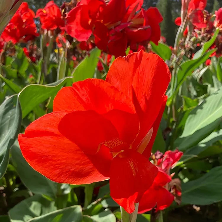 Canna Bulbs