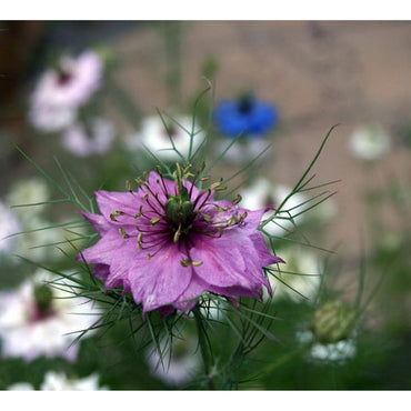 Heirloom Non-GMO Nigella Damascena Flower Seeds for Planting – Love-in-a-Mist Cottage Garden Blooms