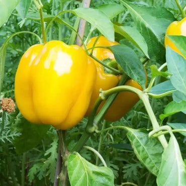 Capsicum Yellow Imported Vegetable Seeds
