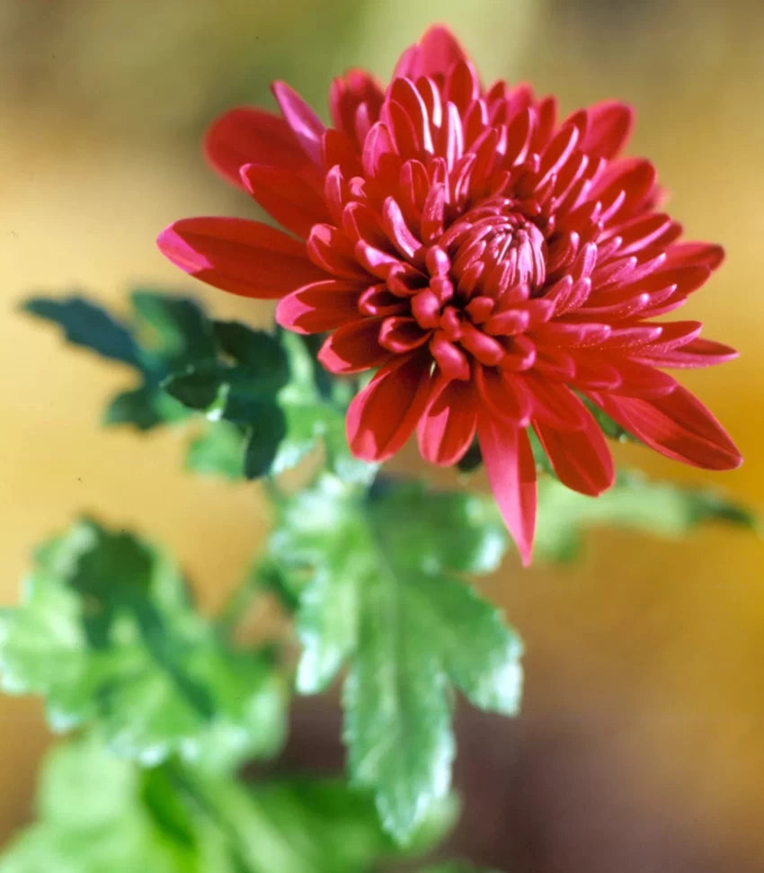 Seedling 5 Pack- Chrysanthemum- Delano