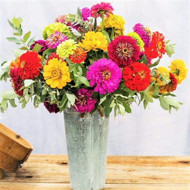 Seedling 5 Pack- Pollinator Friendly Flowers