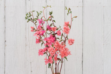 Elegant Salmon – Clarkia Seed