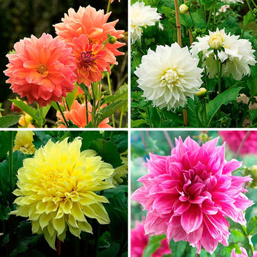 Rembrandt Dahlia Mixture
